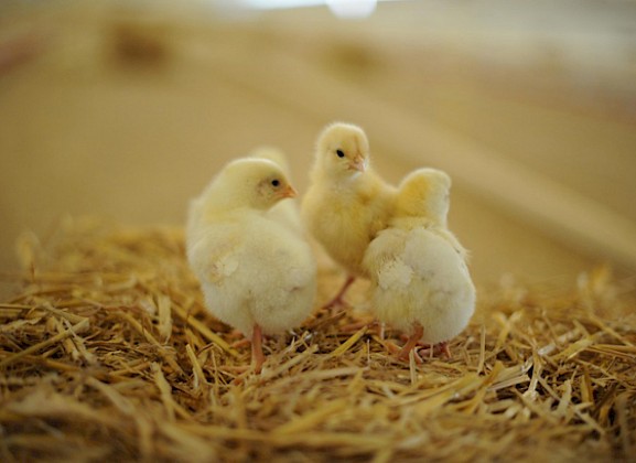 In Privathof-Ställen können es sich die Hühner auf Strohballen gemütlich machen.