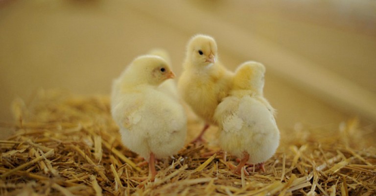 In Privathof-Ställen können es sich die Hühner auf Strohballen gemütlich machen.
