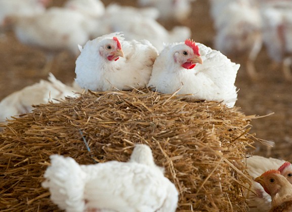 Das Tierschutzlabel garantiert u.a., dass die Hähnchen es sich auf Strohballen gemütlich machen können.